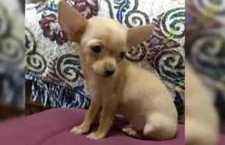 perro-perdido-feb