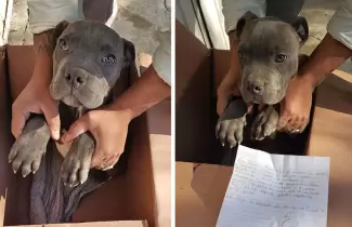 perro-mexico