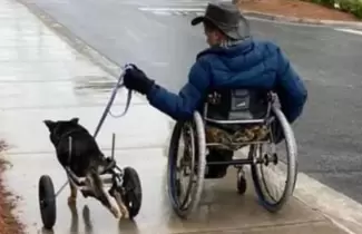 perrito