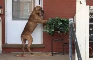 perro-rasco-puerta