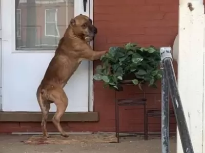 perro-rasco-puerta