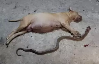 perra