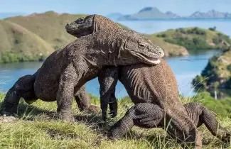 komodo-okok