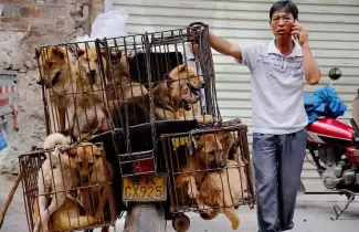 china-perros-1