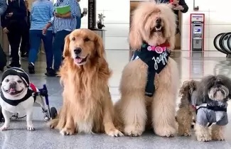 mascotas