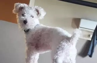 caniche-perdido-b