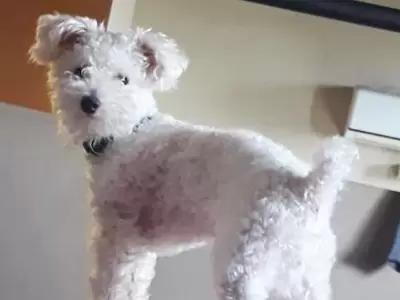 caniche-perdido-b