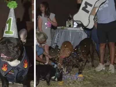 cumple-perrito