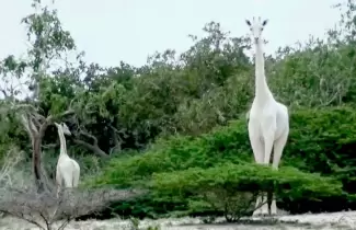 jirafa