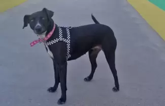alba-perrita