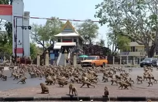 moos-tailandia