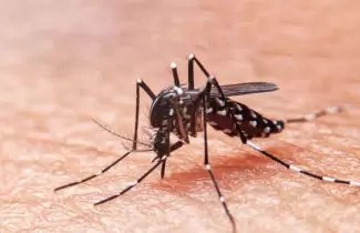 dengue-2
