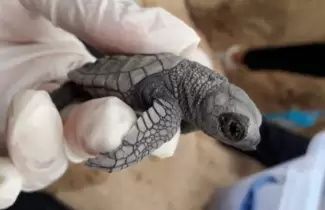 tortu-