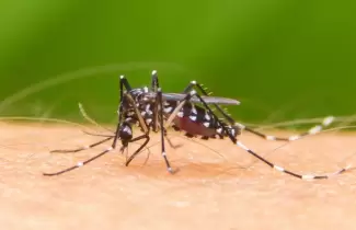 ok-dengue
