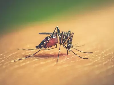 dengue