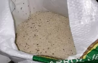 gorgojo
