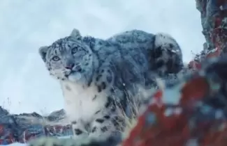 leopardo-de-las-nieves