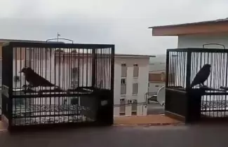 pajaros-liberados