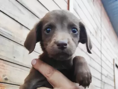 adopcion