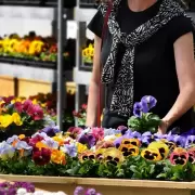 Jujuy será sede de la 1° Jornada Provincial de Floricultura