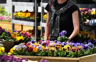 flores