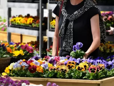 flores
