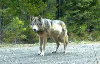 lobo-gris-