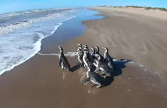 pinguinos