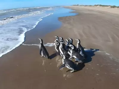 pinguinos