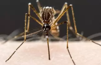 dengue-4