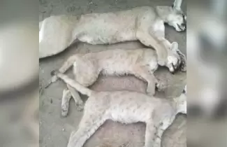 pumas