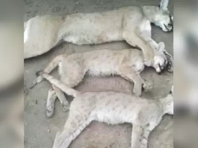pumas