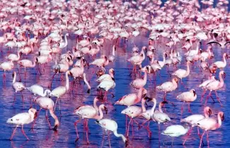 flamencos-1