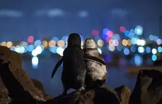 pinguis