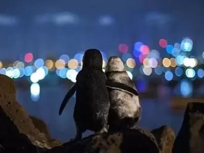 pinguis