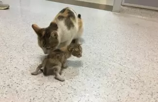 gato