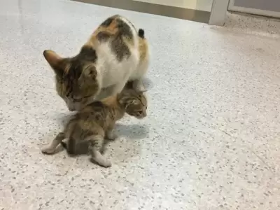 gato