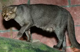 puma-1