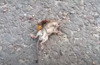 ratita
