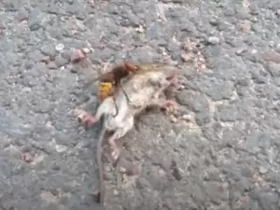 ratita