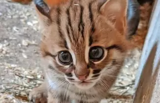 gatito