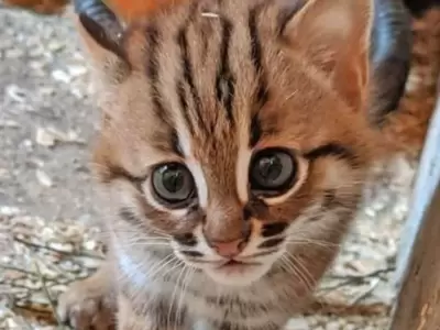 gatito