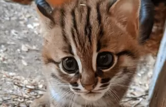 gatito-2