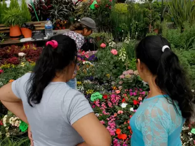 floricultura-feria-de-flores-plantas