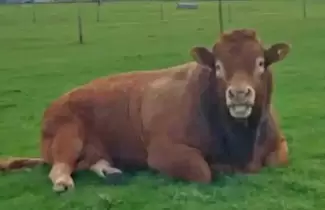 toro-