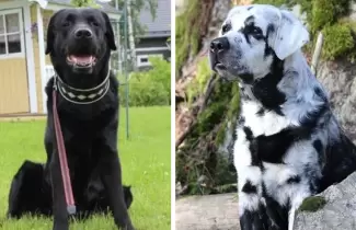 perrito-1