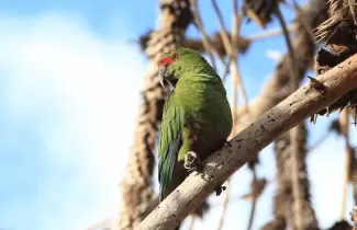 loro-endemico-de-Chile