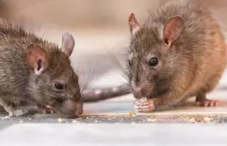 ratas-