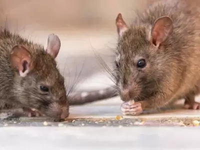 ratas-