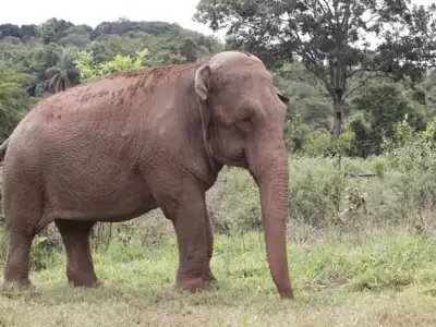 elefanta-mara
